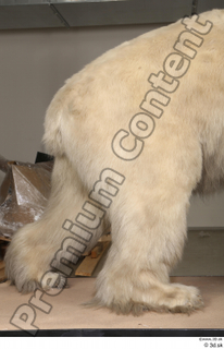 Polar bear leg 0002.jpg